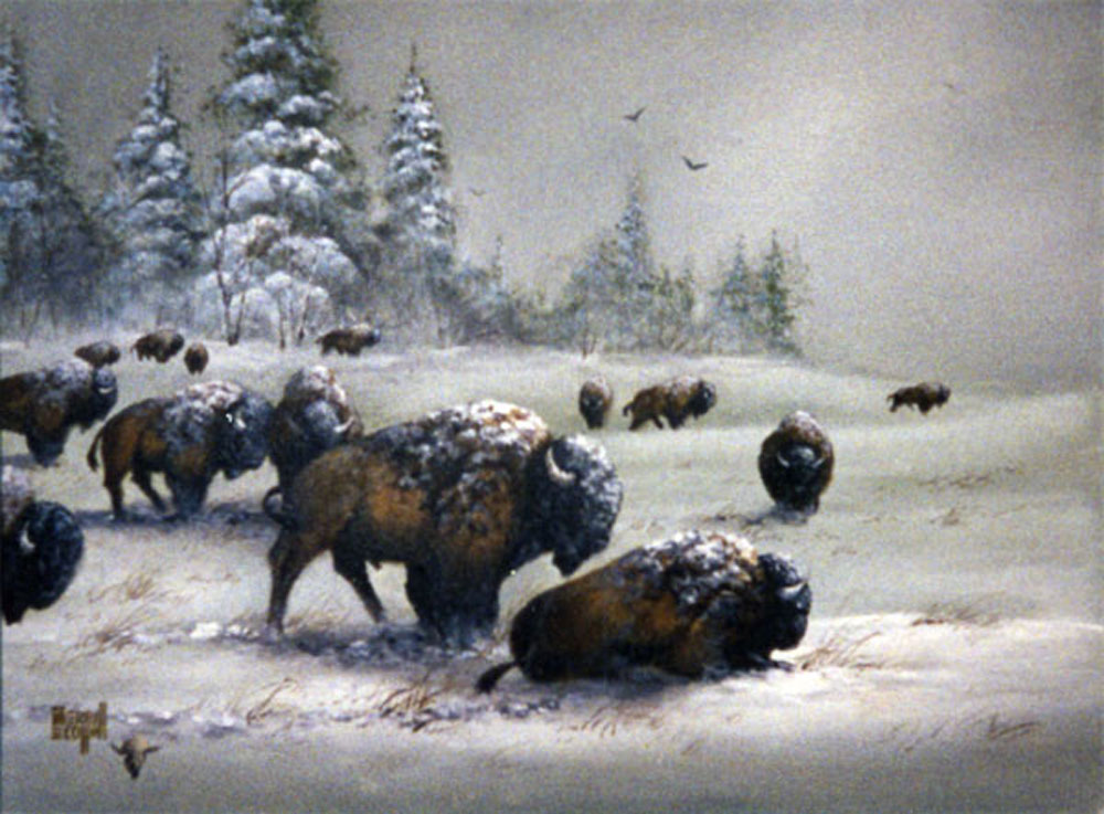 Bison in Winter