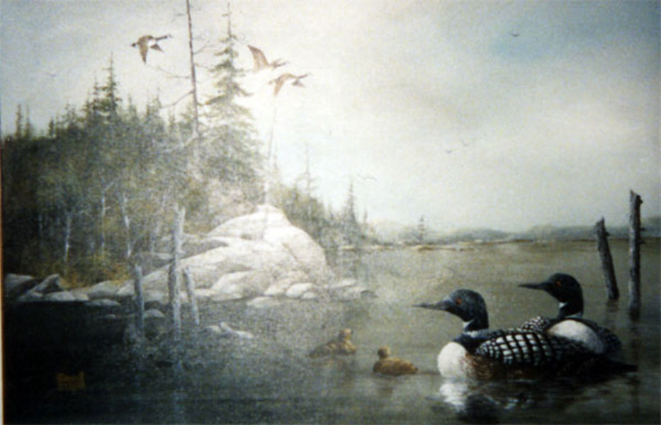 Loons on Lady Evelyn